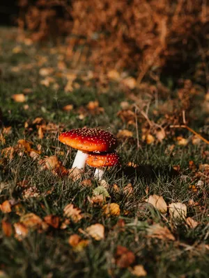 Autumnal Toadstoolsin Grass Wallpaper