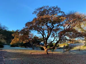 Autumnal Tree Royal Botanic Garden Edinburgh Wallpaper