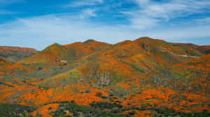 Awe-inspiring View Of A Snow-capped California Mountain Wallpaper