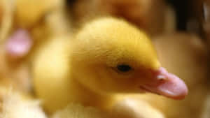 Aww-look At This Cute Little Duck! Wallpaper