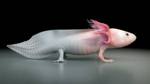 Axolotl 3d Rendering Wallpaper