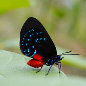 Azure Blue Brings A Sense Of Calm And Serenity Wallpaper