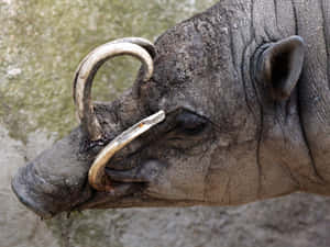 Babirusa Close Up Tusks Wallpaper