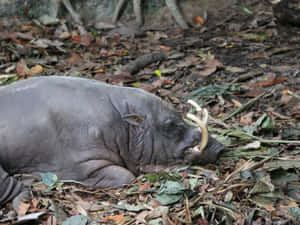 Babirusa Restingin Forest Floor Wallpaper