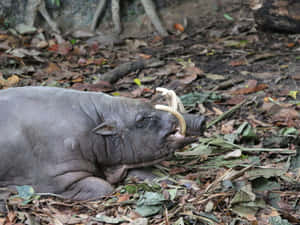 Babirusa Restingin Forest Floor Wallpaper