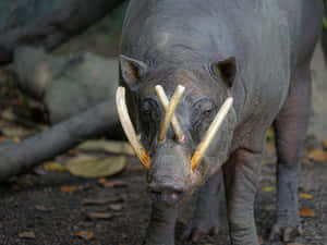 Babirusa Standing Ground Wallpaper