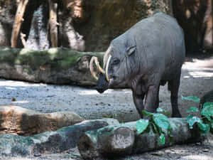 Babirusa Standing In Habitat.jpg Wallpaper