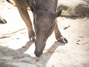 Babirusa Walkingon Sand Wallpaper