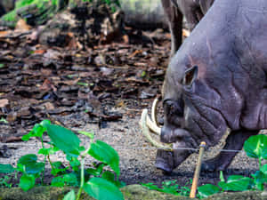 Babirusa Wild Sulawesi Indonesia Wallpaper