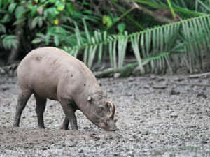 Babirusain Mud Wallpaper