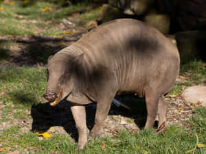 Babirusain Natural Habitat.jpg Wallpaper