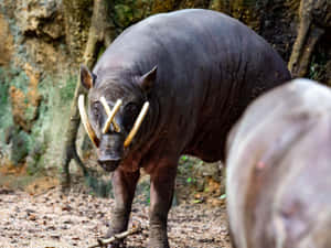 Babirusain Natural Habitat.jpg Wallpaper