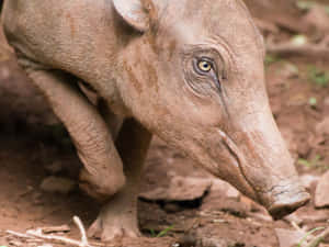 Babirusain Natural Habitat Wallpaper