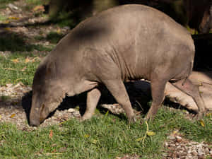 Babirusain Natural Habitat Wallpaper