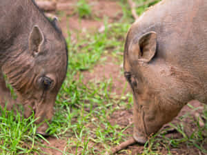 Babirusas Grazing Together Wallpaper