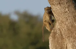 Baboon Climbing Tree Wallpaper