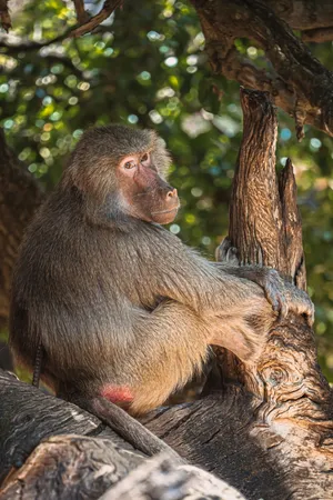 Baboon Contemplationin Tree Wallpaper