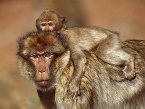 Baboon Motherand Infant Wallpaper