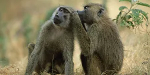 Baboons Groominginthe Wild Wallpaper