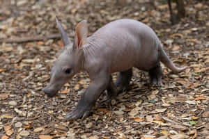 Baby Aardvark Exploring Forest Floor Wallpaper