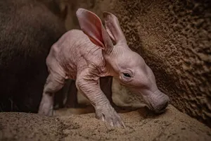Baby Aardvark Exploring Wallpaper
