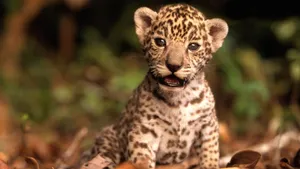 Baby Animal Cheetah On Leaves Wallpaper