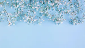 Baby Blue Light Blue Aesthetic Baby Breath Flowers Wallpaper