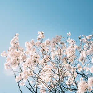 Baby Blue Light Blue Aesthetic White Cherry Blossoms Wallpaper