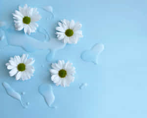 Baby Blue Light Blue Aesthetic White Daisy Flowers Wallpaper