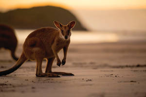 Baby Brown Kangaroo Wallpaper