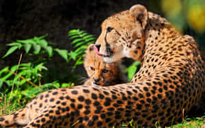 Baby Cheetah And Its Mama Wallpaper