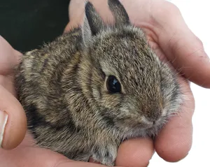 Baby Cottontail Rabbitin Hands.jpg Wallpaper