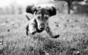 Baby Dachshund Black And White Dog Wallpaper