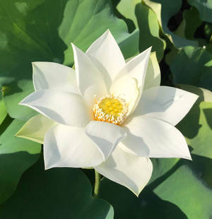 Baby Doll Lotus Flower Wallpaper