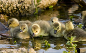 Baby Ducks In River Wallpaper