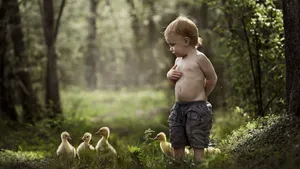 Baby Ducks In Woods Wallpaper