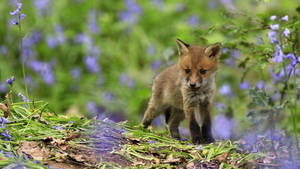 Baby Fox Blue Bell Wallpaper