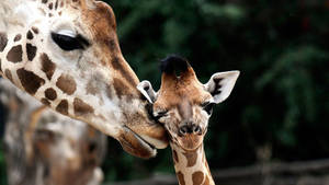 Baby Giraffe Small Head Wallpaper