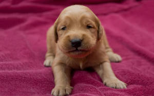 Baby Golden Retriever Puppy Wallpaper