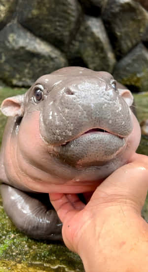 Baby Hippo Close Up Wallpaper