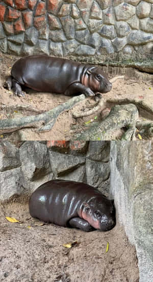 Baby Hippopotamus Resting Wallpaper