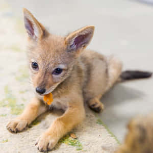 Baby Jackal Puppy Cute Wallpaper