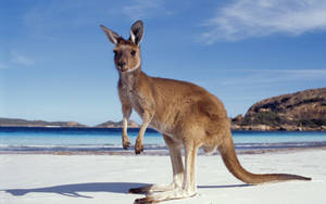 Baby Kangaroo At The Seashore Wallpaper