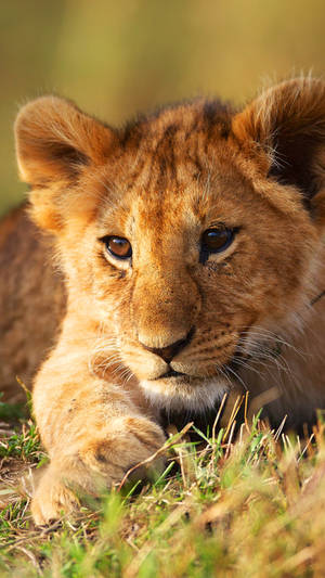 Baby Lion In The Daylight Wallpaper