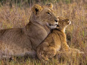Baby Lion Leaning On Lioness Wallpaper