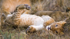 Baby Lion On The Grass Wallpaper