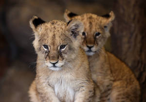 Baby Lions In A Cave Wallpaper