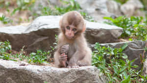 Baby_ Macaque_ Contemplation.jpg Wallpaper