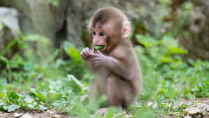 Baby Macaque Eating Leaf Wallpaper