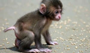Baby Macaque On Ground.jpg Wallpaper
